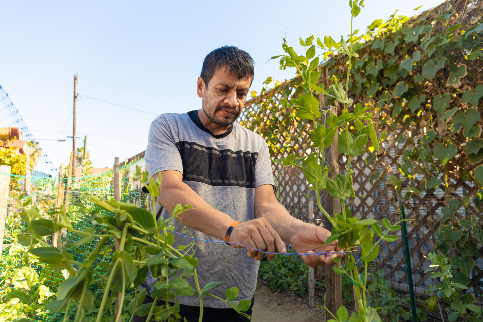 A man tending a bed of vegetables in a community garden